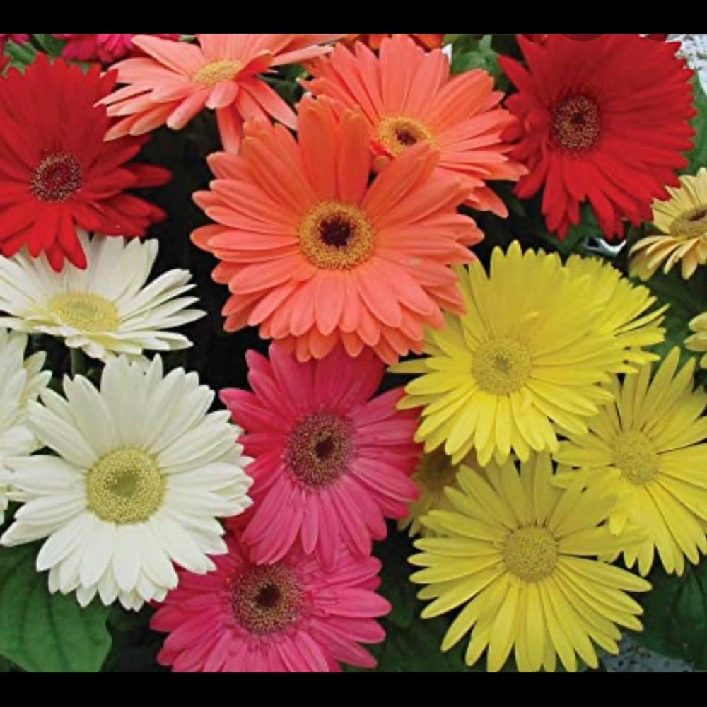 Meet your Posher, Posh